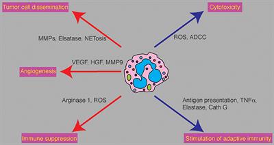 Neutrophils as a Therapeutic Target in Cancer